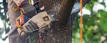 Best Tree and Shrub Care  in Malvern, OH