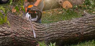 Best Tree Mulching  in Malvern, OH