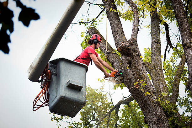 Best Tree Disease Treatment  in Malvern, OH